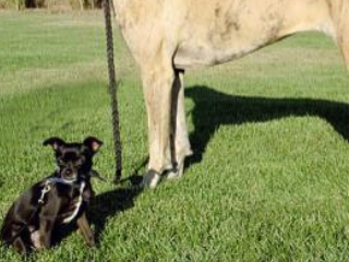 Genetic Breeding