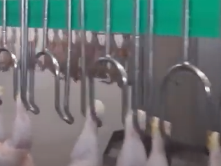 Food Processing