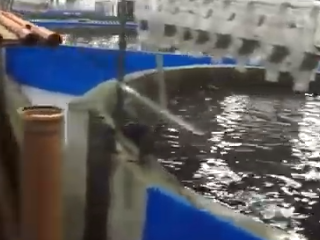 Aquaculture