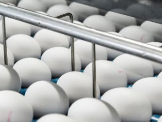 Egg Grading