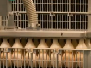 Incubator & Hatcheries