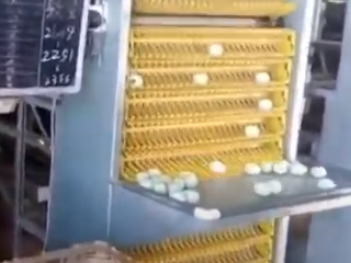 Egg Tray & Washer